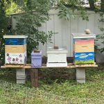 Hives in North Prairie