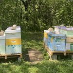 Hives in Wales