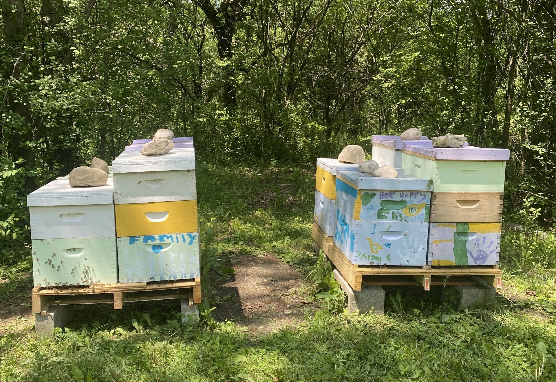 Wales Hives